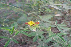 Crotalaria goreensis